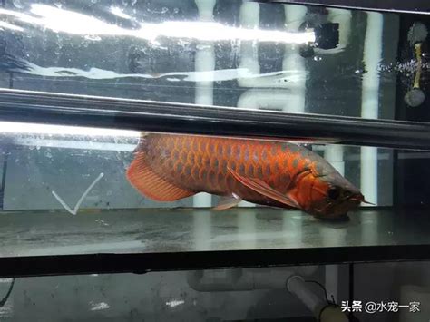 龍魚跳缸擋煞